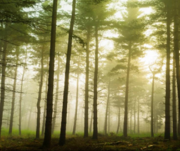 Grey County Forest Management Updated for March 2021 to December 2040