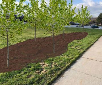 Transform the Lawn! Community Tree Planting to Celebrate Climate Action