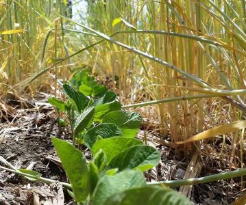 Grey County farmers invited to apply for Experimental Acres funding program