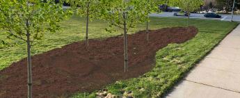 Transform the Lawn! Community Tree Planting to Celebrate Climate Action