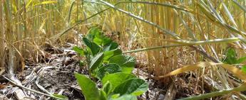 Grey County farmers invited to apply for Experimental Acres funding program